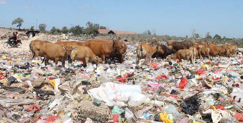sapi makan sampah